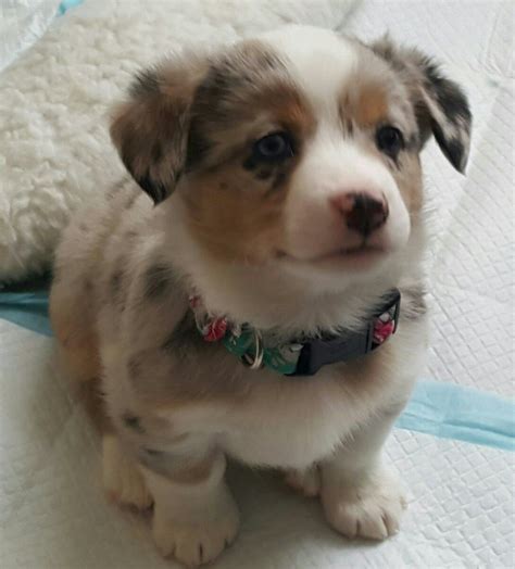 Cowboy Corgi Puppies For Sale - Pudding to come