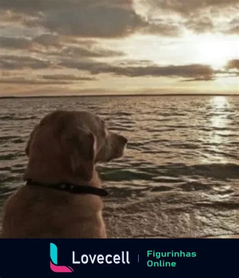 Cachorro Aceitando O Destino