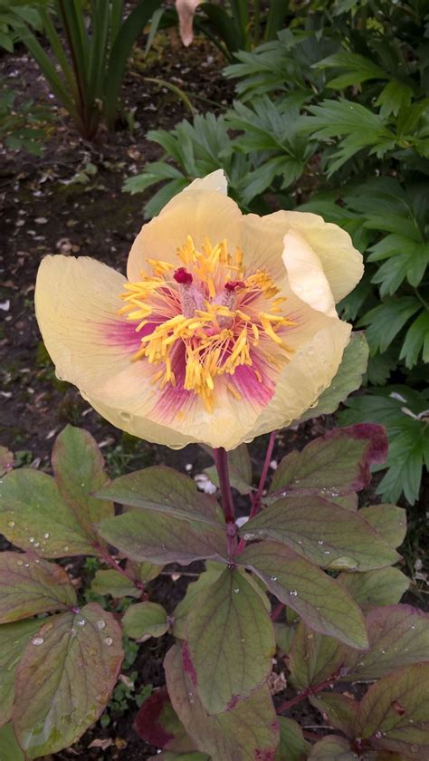 Paeonia Daurica Subsp Mlokosewitschii Pioen Pioenroos Peony