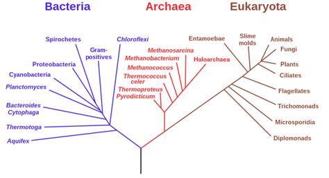 Complete Phylogenetic Tree Of Life