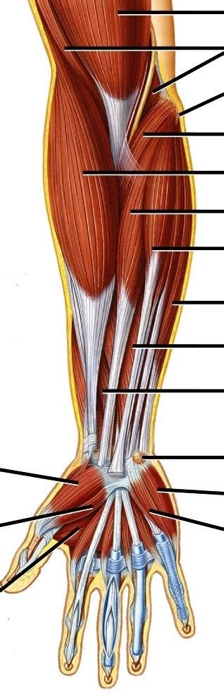 Muscles Of Anterior Forearm Wrist And Hand Superficial View Diagram