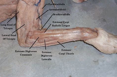 Cat Dissection Study Tools: Muscular System