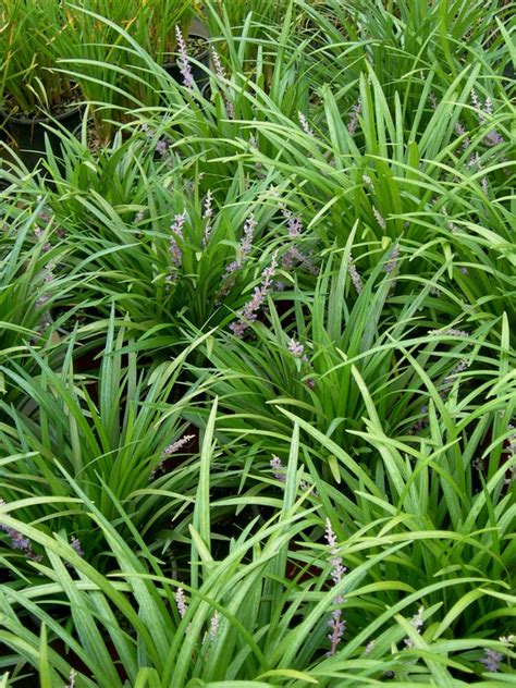 Liriope Spicata Creeping Lily Turf 56 Off