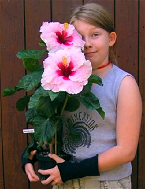 Hidden Valley Hibiscus - Exotic, Tropical Hibiscus Hybrids