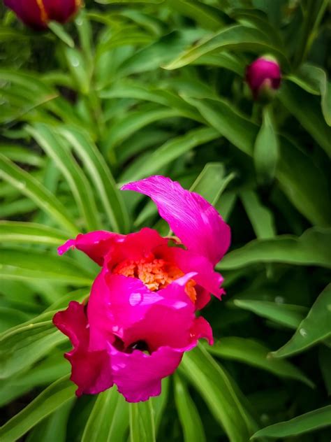 open flower natur  photo  pixabay pixabay