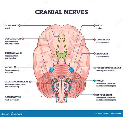 Cranial Nerves Diagram Cartoon Vector Cartoondealer