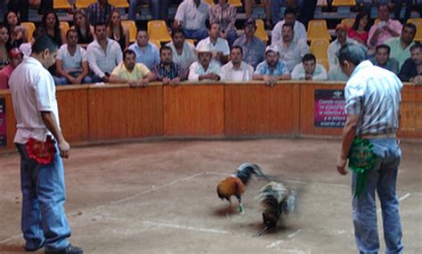 No Habr Suspensi N De Peleas De Gallos En La Feria