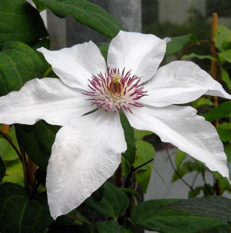 Evison Waldrebe Ninon® Clematis Evison Ninon