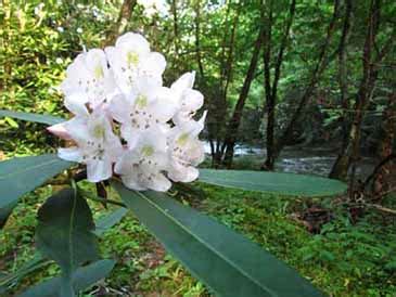 Elkmont History - Great Smoky Mountains