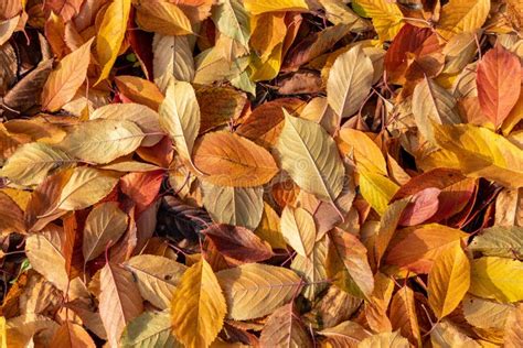 Colorful Leaves On The Ground Leaves Texture Leaves On The Ground