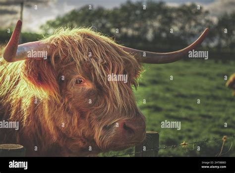 Furry Brown Scottish Highland Cattle In On The Grassy Field In The