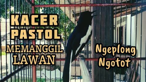 Kacer Pastol Ngeplong Manggil Lawan Bikin Naik Emosi Dan Birahi