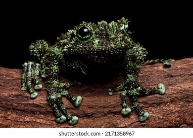 Theloderma Corticale Vietnamese Mossy Frog Camouflage Stock Photo ...