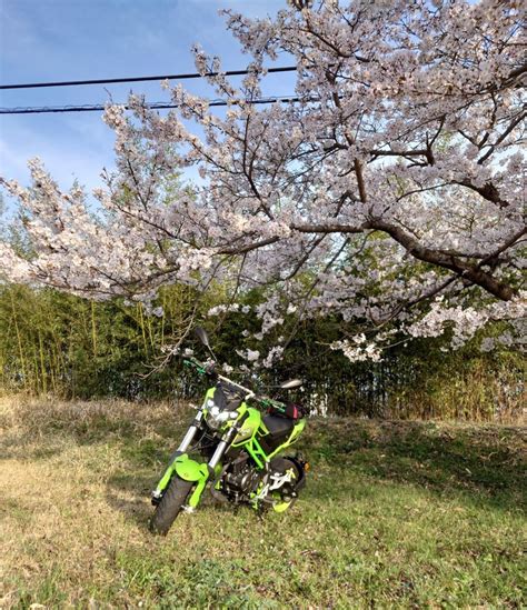 momotarouさんの投稿した愛車情報 Tornado Naked T125TNT125 桜に誘われて バイクの