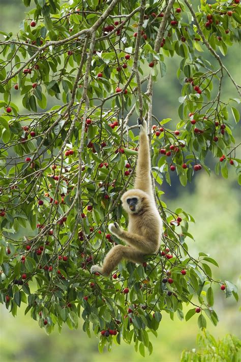 More Gibbon facts — World Ape Fund