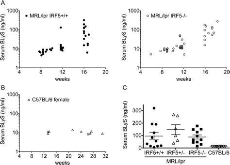 A And B Blys Levels In The Sera Of Irf5 Mrllpr Mice And Irf5−− Download Scientific