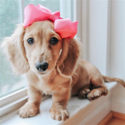 Check Out the Cutest Dogs on Instagram - MobiSpirit