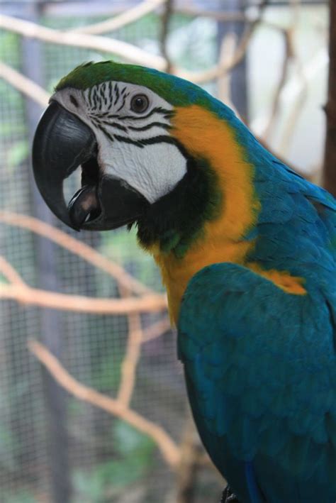 Bildet natur fugl vinge nebb blå fauna lorikeet Ara virveldyr