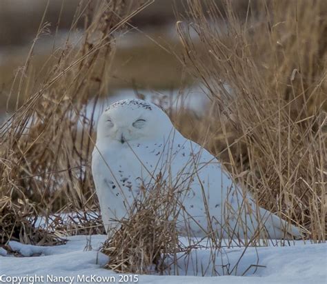 Photographing Snowy Owls – Sleepy, Heavily Insulated and Blending | Welcome to ...