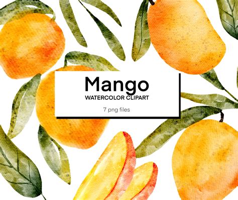 Watercolor Mango Clipart By Fox Shop TheHungryJPEG