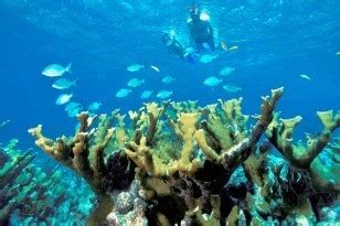 Best St Martin Snorkeling Spots