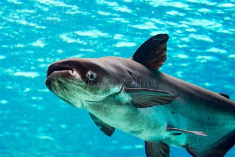 Peixe Gato Do Gigante De Mekong Foto De Stock Imagem De Pesca