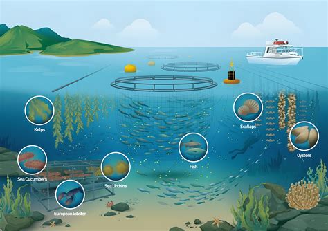 Ireland Is Testing An Aquaculture System That Grows Species At Once