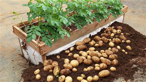 The Secret To Growing Potatoes At Home To Harvest Early And Give Many