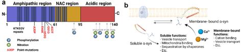 Primary Structure Of Syn A The Structure Of Syn Can Be Divided