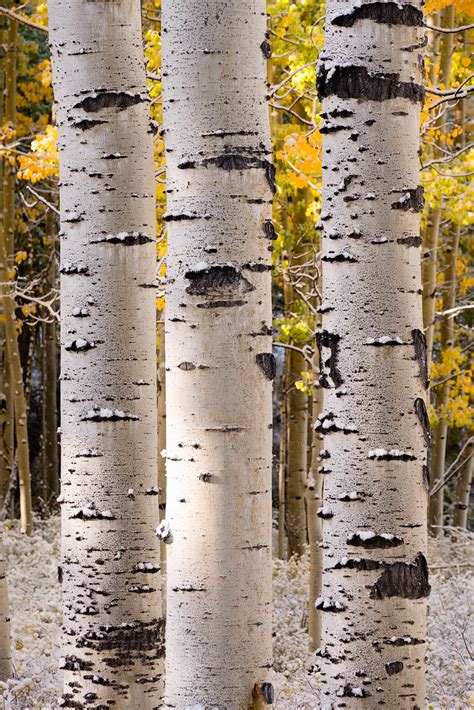 Winter Whisper Aspen Tree Photography Aspen Colorado