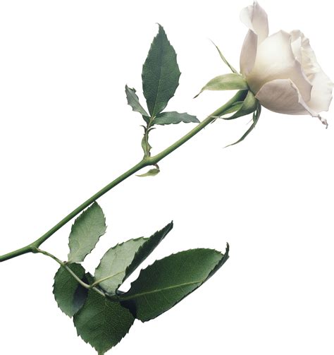 White Rose Floral Elegance Romance Symbolism Png