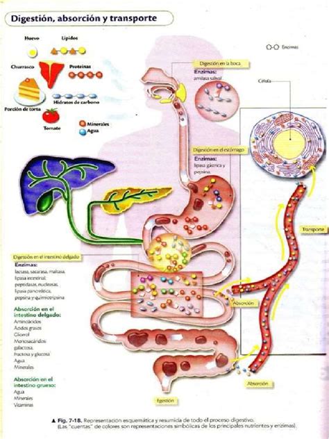Digestión Absorción Y Transporte Pdf