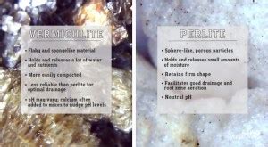 Vermiculite vs Perlite: What’s the Difference?