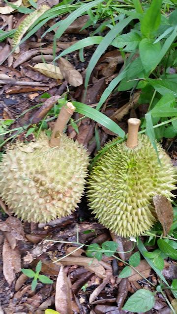 Warisan Petani Musim Durian Datang Lagi