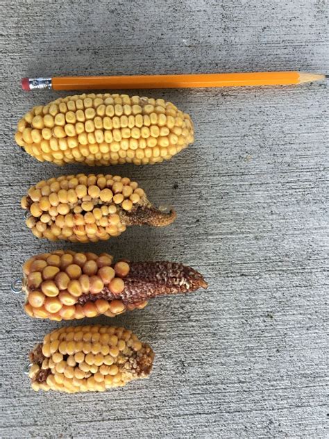 What Does An Ear Of Corn Look Like at Arthur Dagostino blog