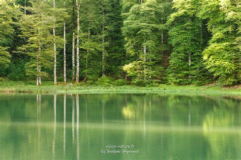 Forêt Et étang Diraty Christophe Peyronnet Photographies