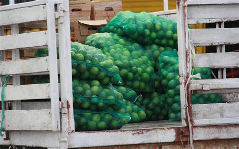 Bulto De Lim N Rebasa Los Pesos En Tabasco El Heraldo De Tabasco