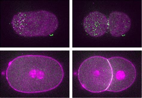 Stability Without Junctions Fi Image Eurekalert Science News Releases