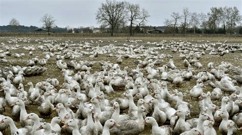 Grippe Aviaire La France En Tat D Alerte Dans D Partements Les