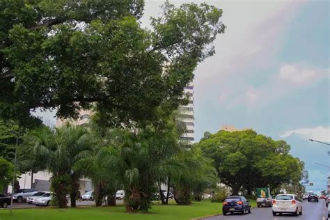 Pela Vez Campo Grande Eleita Como Cidade Mais Arborizada Do Mundo