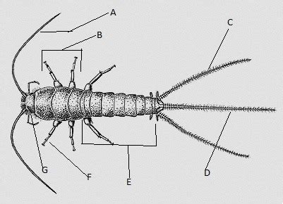 Entomology Final Flashcards Quizlet