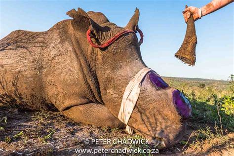 Home Peter Chadwick African Conservation Photographer