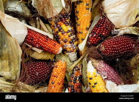 Decorative Dried Indian Corn Stock Photo Alamy