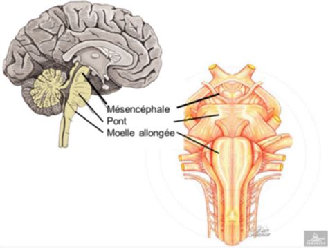 LE TRONC CEREBRAL Flashcards Quizlet