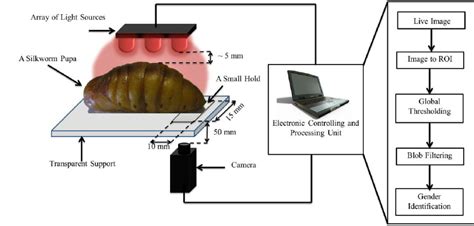 Our Proposed Light Penetration Based Silkworm Pupae Sex Identification