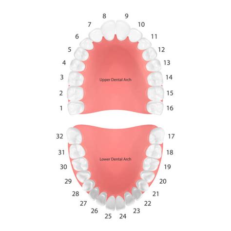 600+ Bicuspid Tooth Stock Illustrations, Royalty-Free Vector Graphics ...