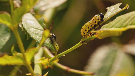 Caterpillar Eating Stock Video Footage for Free Download