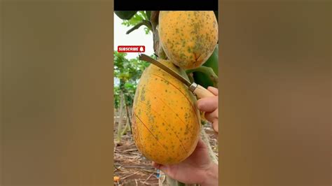 🥭 🥭 Ripe Mango Or Ripe Papaya Trending Papaya Or Mango🥭 Youtube