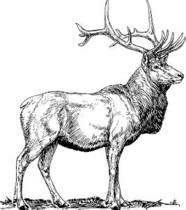 Antler vs Horn Comparison [What Are the Differences?] - World Deer