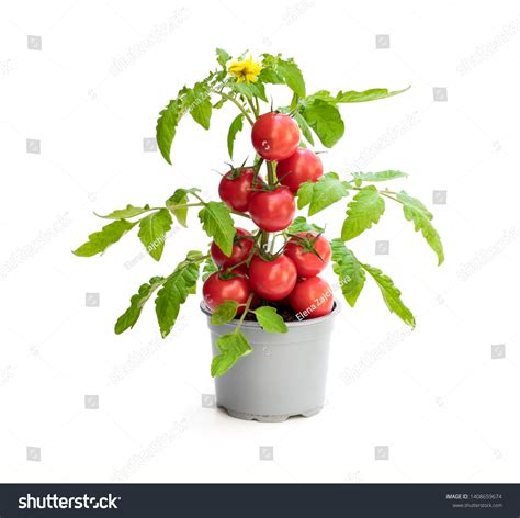 147,680 Tomato Plant Isolated Stock Photos, Images & Photography ...